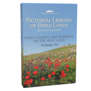 Pictorial Library of Bible Lands: Trees, Plants, and Flowers of the Holy Land