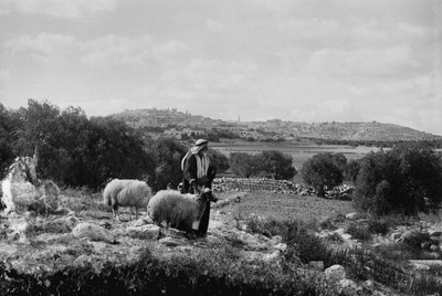 American Colony Shepherd