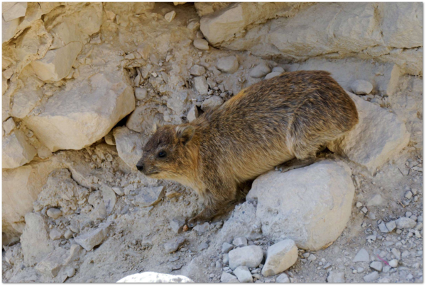 hyrax