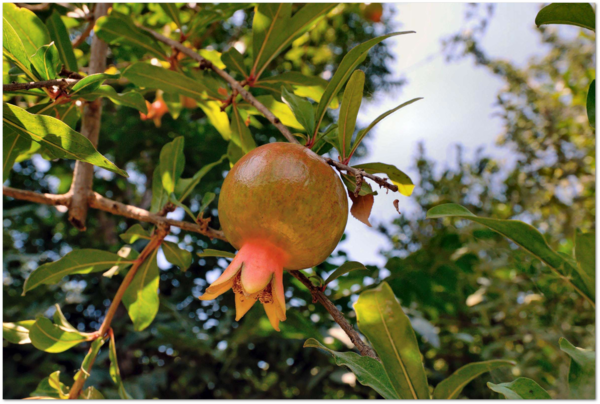 pomegranate