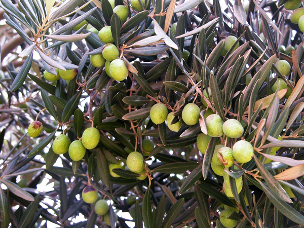 olives